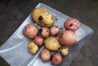 potatoes-913188_1920